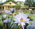 02---jardin-des-nenuphars.png