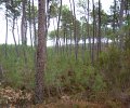 03---les-ages-de-la-pinede-800.JPG