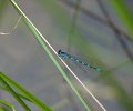04---Le-Papetier-Conagrion-mercuriale-16.JPG