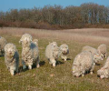 05---chevre-angora--copie-0-054--2-.png