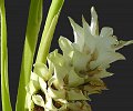 12---curcuma.jpg