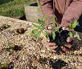 14-15---Utilisation-de-Biochar.jpg