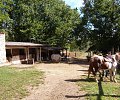 37---criniere-au-vent-20170916_112341.jpg
