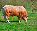 800_NATURELLLEMENT_taureau_XCD_4353.jpg