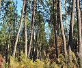 Arbres---Poumon-vert.JPG