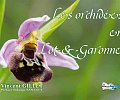 COUV-ORCHIDE-7-.jpg