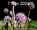 Fete-des-plantes-Lamontjoie-copie.jpg