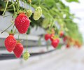 Fraises-label-rouge.JPG