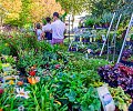Marche-fleurs-_XCG7812_151539.jpg