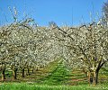 Pruniers-en-fleurs-800px.JPG