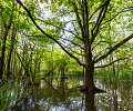 Reuserve-naturelle-de-la-Maziere-800px.jpg