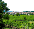 Vignoble_a_Mezin-OT_Albret-1150.png