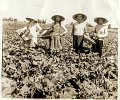 cueilleuses-haricots-2.jpg