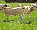 labastide_XCG4015.jpg