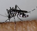 moustique_3-4.jpg