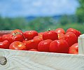 tomates_01.jpg