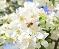 verger_pommes_bio_abeilles-3.jpg