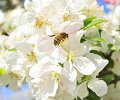 verger_pommes_bio_abeilles-3_ER_redim.jpg