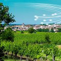 Vignoble_a_Mezin-fibre-Emag.jpg
