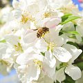 verger_pommes_bio_abeilles-3_ER_redim.jpg