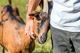 La-ferme-de-Tendou---_XCD9950.JPG