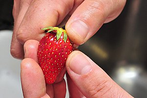 Équeuter les fraises.