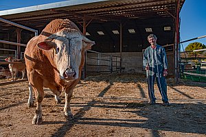 Oups est un taureau d’exception. Il faut dire que ses ascendants ne sont pas n’importe qui ! Sa grand-mère n’est autre que Cigale. La détentrice, paraît-il, du record du monde (oui du monde !) de poids avec ses 1 445 kg. Une véritable vedette à Paris en 2013. La mère de Oups est Jane et son père Jackson, fils de Cigale. Celui-ci file de beaux jours de reproducteur en Hongrie. Mais au fait, pourquoi Oups s’appelle comme ça ? « C’était drôle et c’était l’année des O. » - © Dép. 47 – Xavier Chambelland