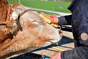 Trois jours avant de monter à Paris, Oups a été bichonné comme jamais. Il est passé à la manucure, son pareur s’est en effet occupé de ses onglons. Ensuite, est venu le moment de la douche haute pression « pour le décaper », du shampouinage « pour qu’il ait un poil brillant ». Les cornes ont soigneusement été polies pour briller de mille feux.
Le bout de queue a été démêlé, peigné « pour faire un joli pompon ». Après 2 heures à l’institut de beauté à domicile, il était prêt ! - © Dép. 47 – Xavier Chambelland