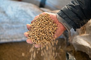 Quand Max a su que son champion de 1 500 kg allait à Paris, il lui fait suivre un régime alimentaire bien particulier, « à base de protéines végétales comme le soja et le tournesol ». Tout se joue au gramme près pour avoir le bon dosage, alors Max a fait préparer
les mélanges par Evialis, spécialiste de la nutrition des animaux d’élevage. « Le jour du défilé devant les juges, Oups devait être tout en muscle sans graisse », comme un culturiste !