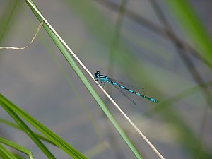 Agrion de Mercure