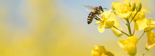 18-19---AdobeStock_153923879-800px.jpg