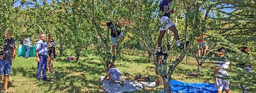 Solid-ent-elles-ramassage-de-mirabelles-1.jpg