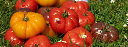 page-15---tomates_marmande-2.png