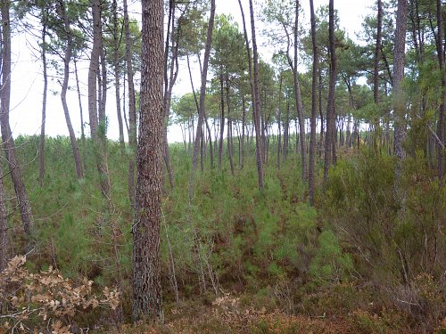 03---les-ages-de-la-pinede-800.JPG