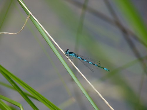 04---Le-Papetier-Conagrion-mercuriale-16.JPG