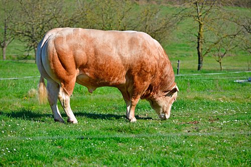 800_NATURELLLEMENT_taureau_XCD_4353.jpg