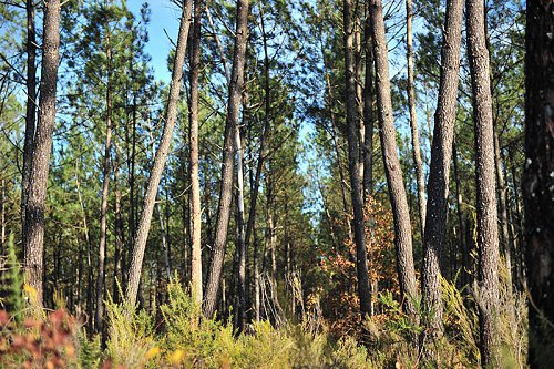 Arbres---Poumon-vert.JPG