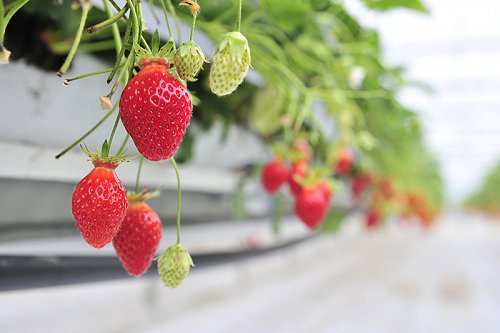 Fraises-label-rouge.JPG