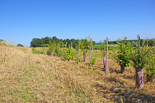 Levvignac-de-Guyenne_ADPR2017-26.jpg