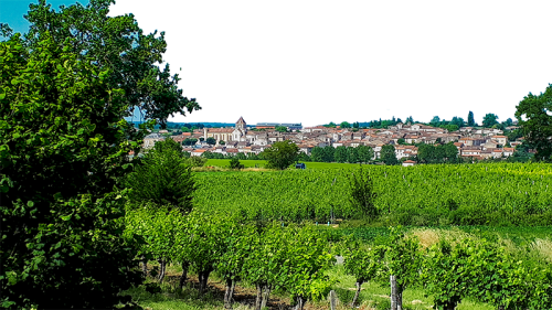 Vignoble_a_Mezin-OT_Albret-1150.png