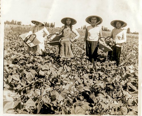 cueilleuses-haricots-2.jpg