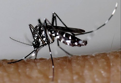 moustique_3-4.jpg