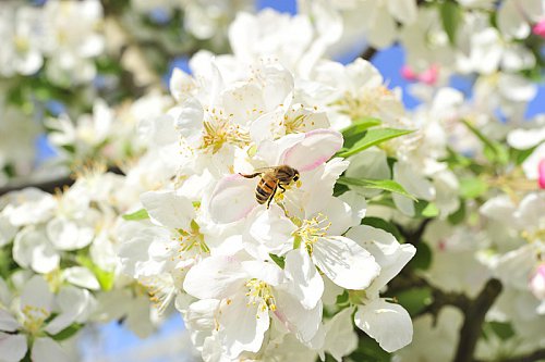 verger_pommes_bio_abeilles-3.jpg